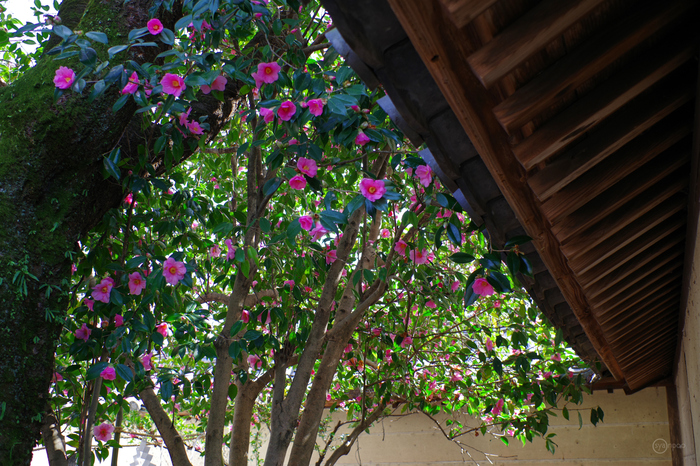 ペンタックス HD PENTAX-DA 35mmF2.8 Macro Limited / 京都 ペンタックス HD PENTAX-DA 35mmF2.8 Macro Limited / 京都